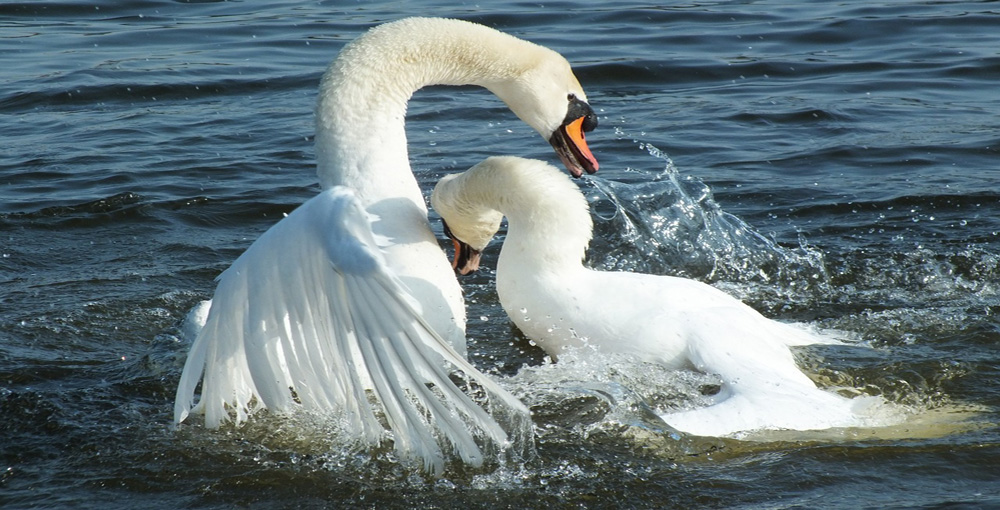 Dispute Resolution - Swans fighting. 